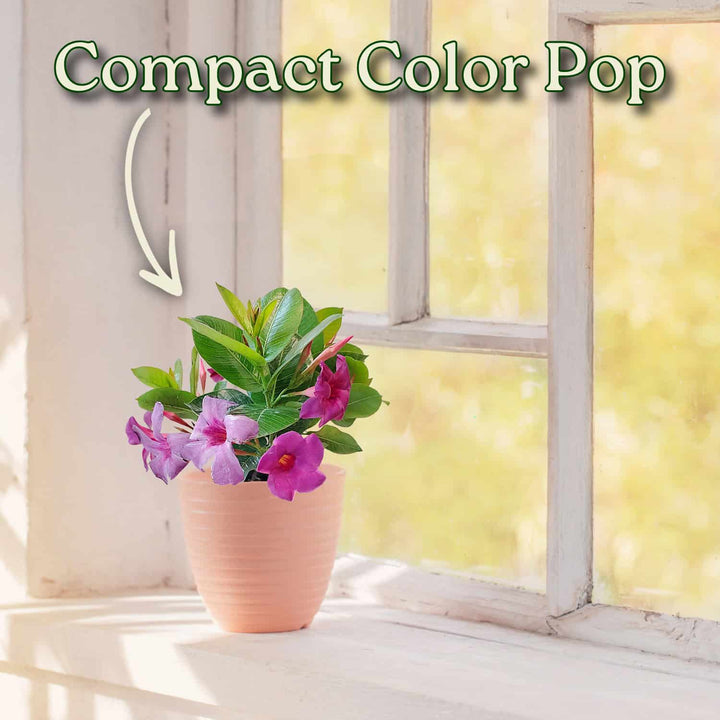 Bluephoria Dipladenia Plant