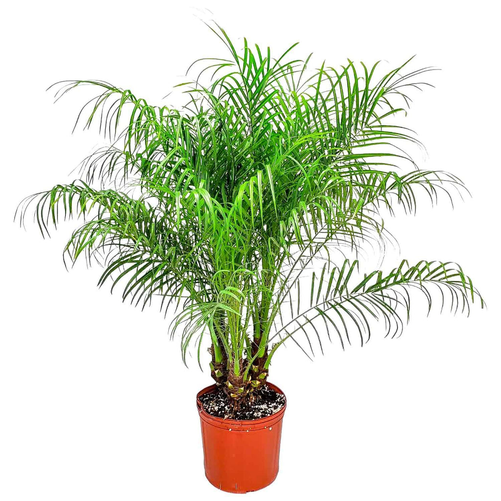 Pygmy Date Palm for Sale | Phoenix roebelenii – Tropical Plants of