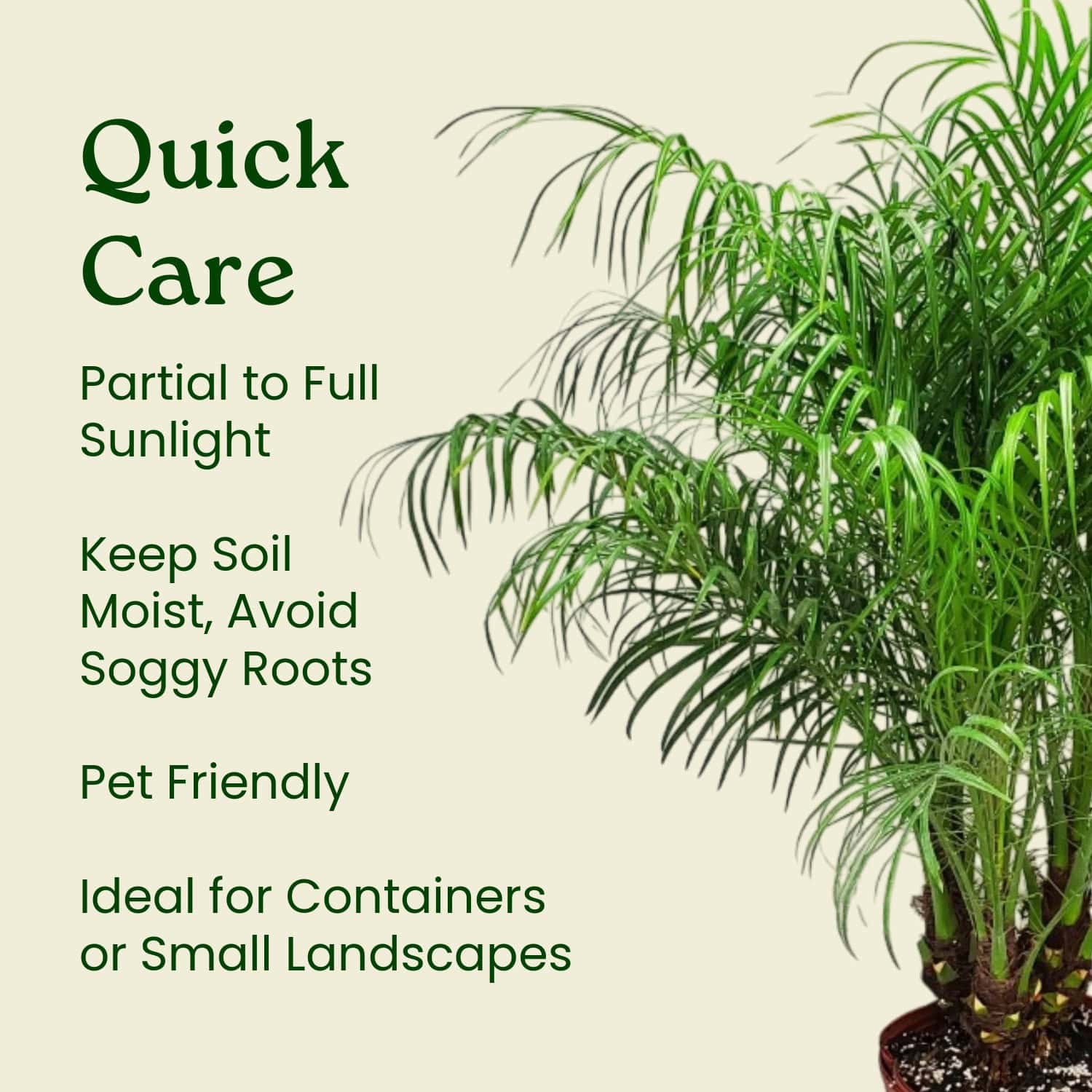planting a pygmy date palm Pygmy Date Palm for Sale
