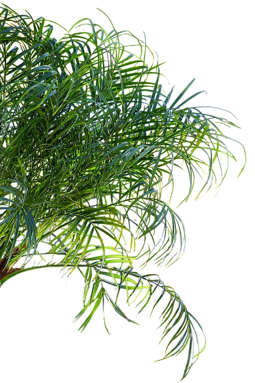 Pygmy Date Palm for Sale | Phoenix roebelenii – Tropical Plants of