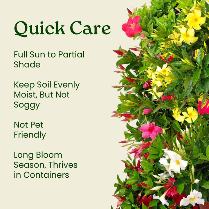 Floral plant with care instructions on a beige background #size_1-gallon