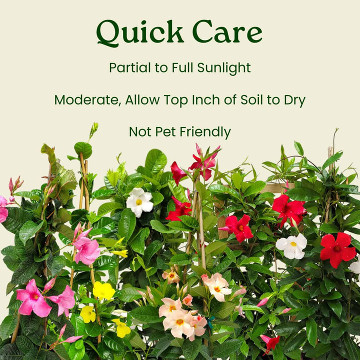 White Mandevilla Hanging Basket