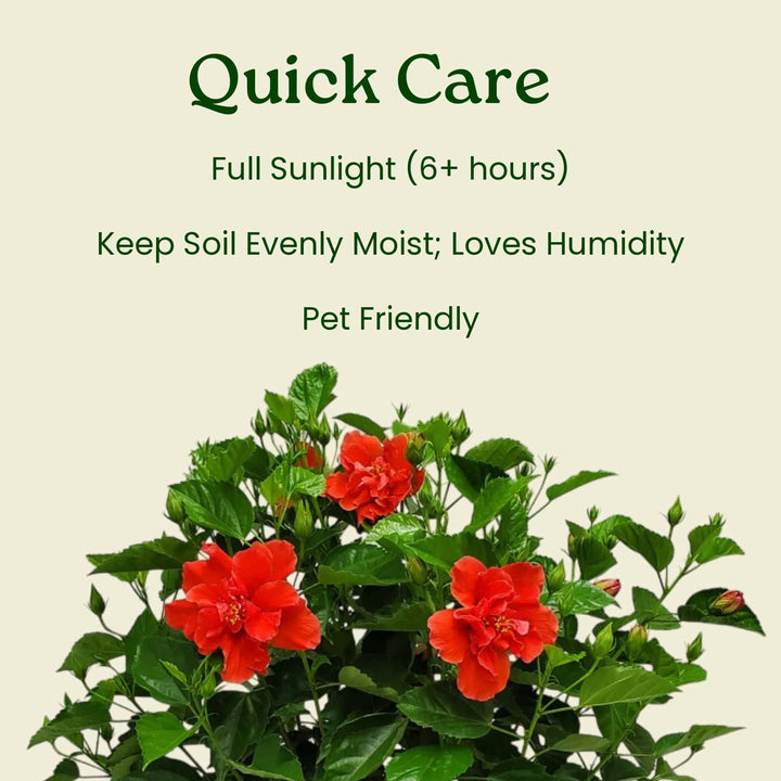 Red flowers with care instructions on a beige background #size_3-gallon