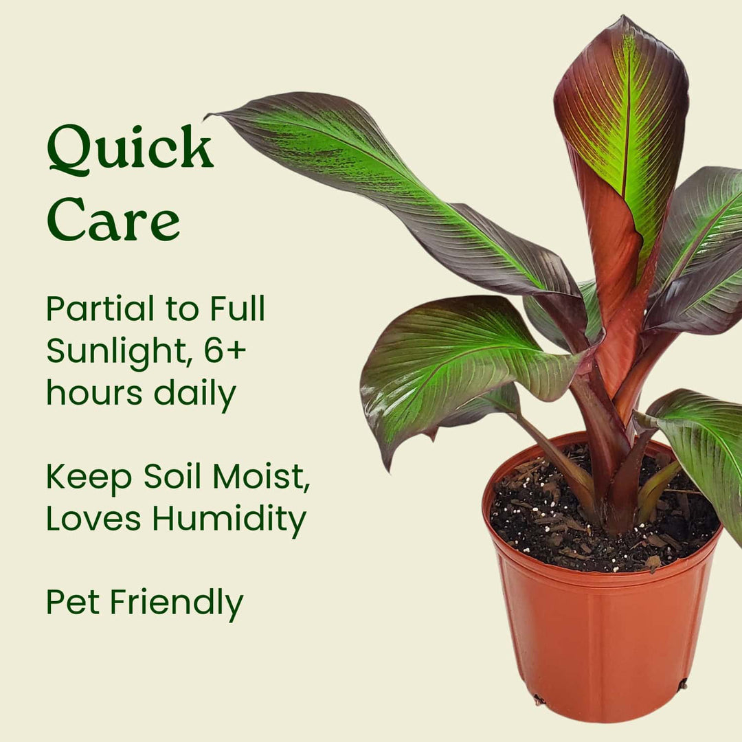 indoor red banana plant Red Abyssinian Banana Plant – Ensete Maurelii for Sale