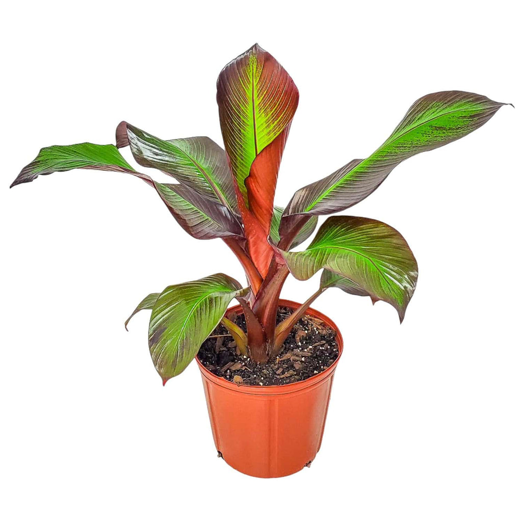 red banana plant indoors Red Abyssinian Banana Plant – Ensete Maurelii for Sale
