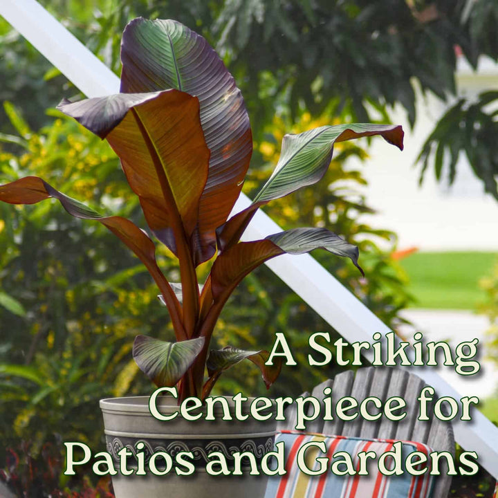 Red Abyssinian Banana Tree