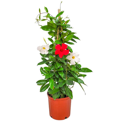 Red & White Mixed Mandevilla Vine