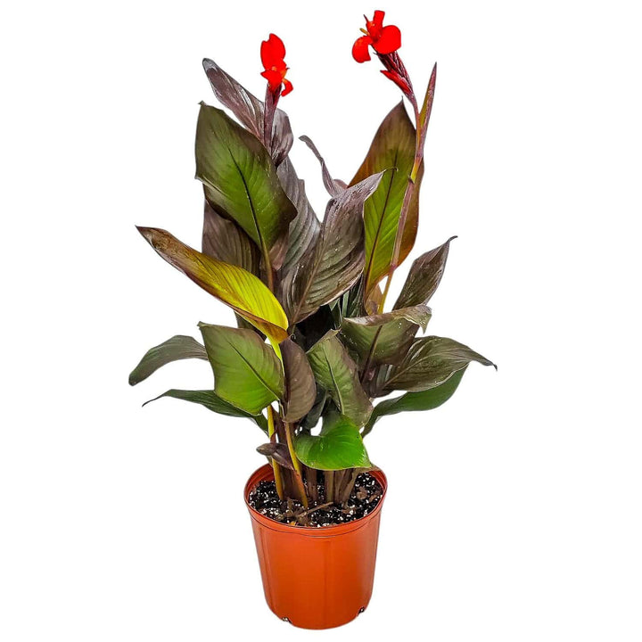 Red Canna Lily
