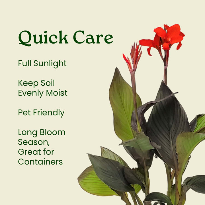 Red Canna Lily