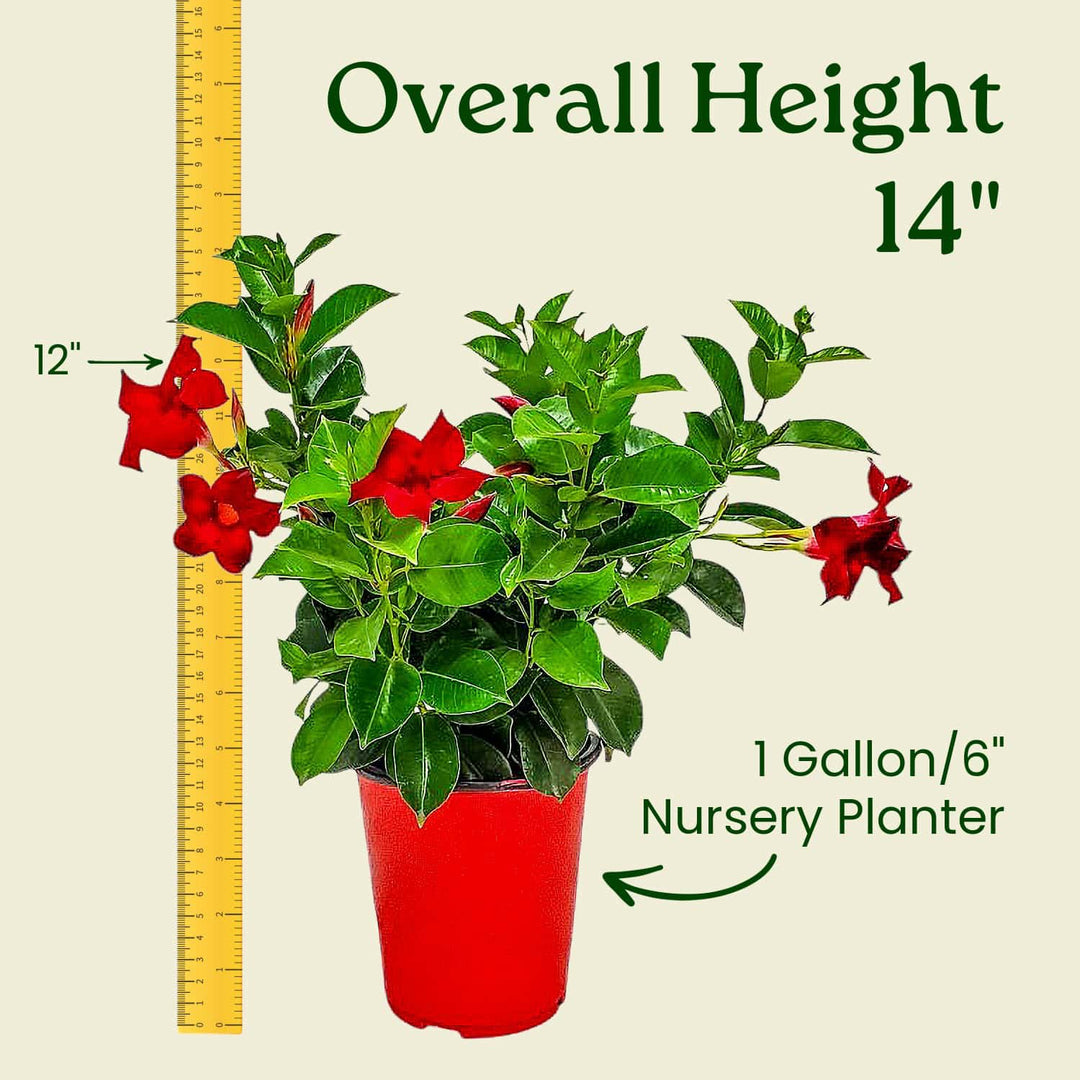 Potted plant with red flowers and green leaves, measured against a ruler showing its height. #size_1-gallon