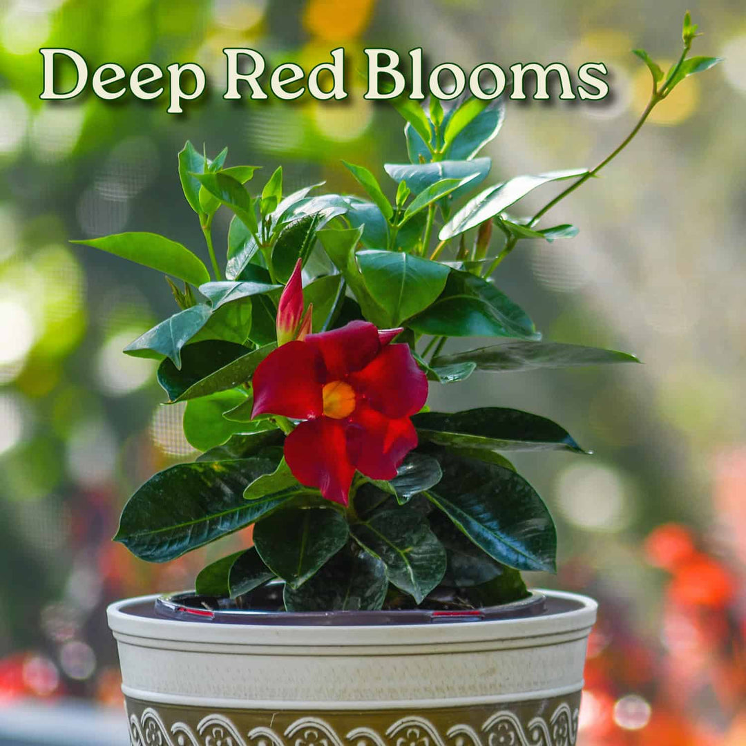 Potted plant with deep red blooms and green leaves on a blurred background #size_1-gallon