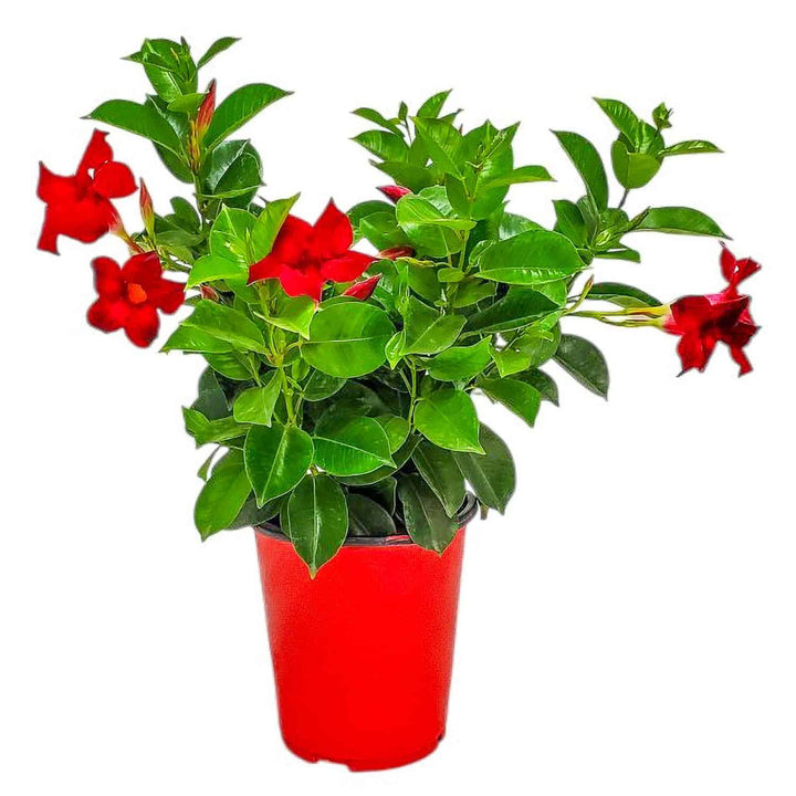 red dipladenia bush for purchase #size_1-gallon