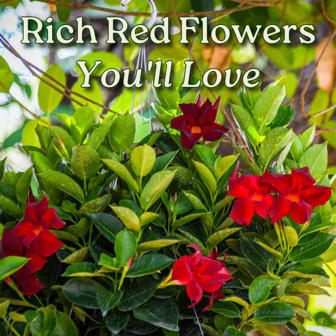 hanging plant with little red flowers Red Dipladenia Hanging Basket
