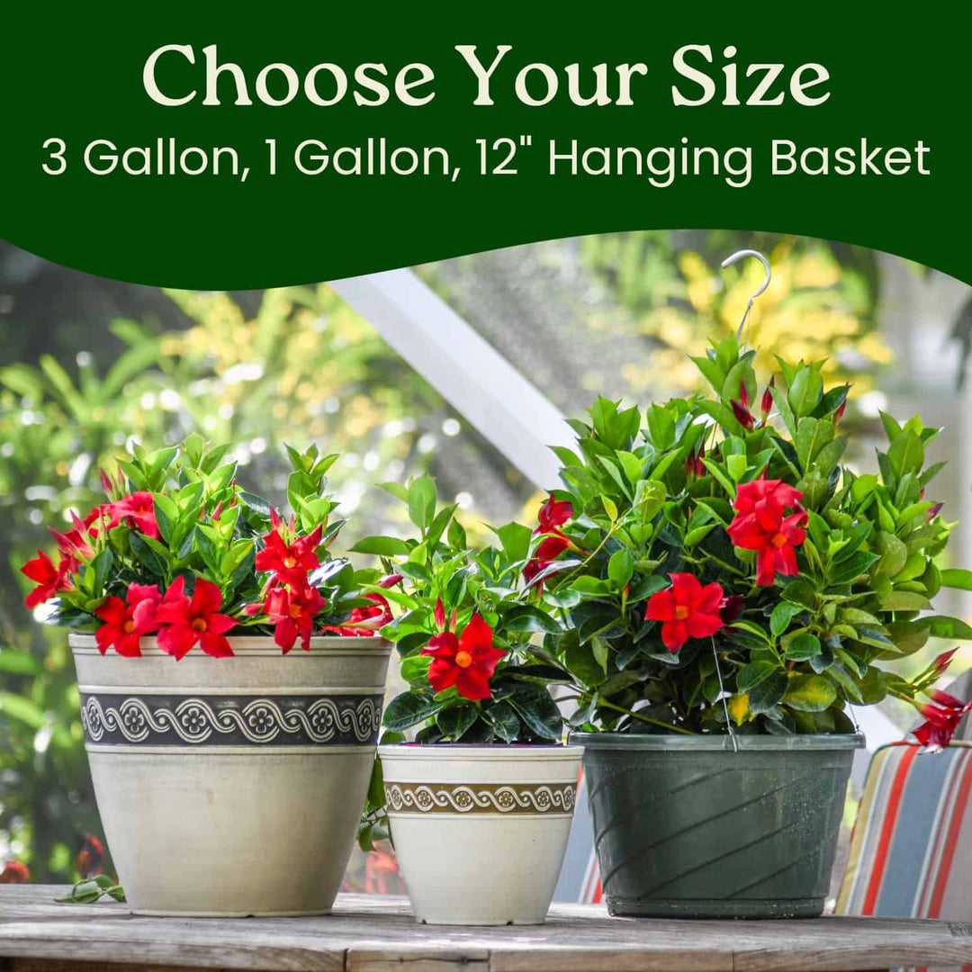 red trailing plants for hanging baskets Red Dipladenia Hanging Basket