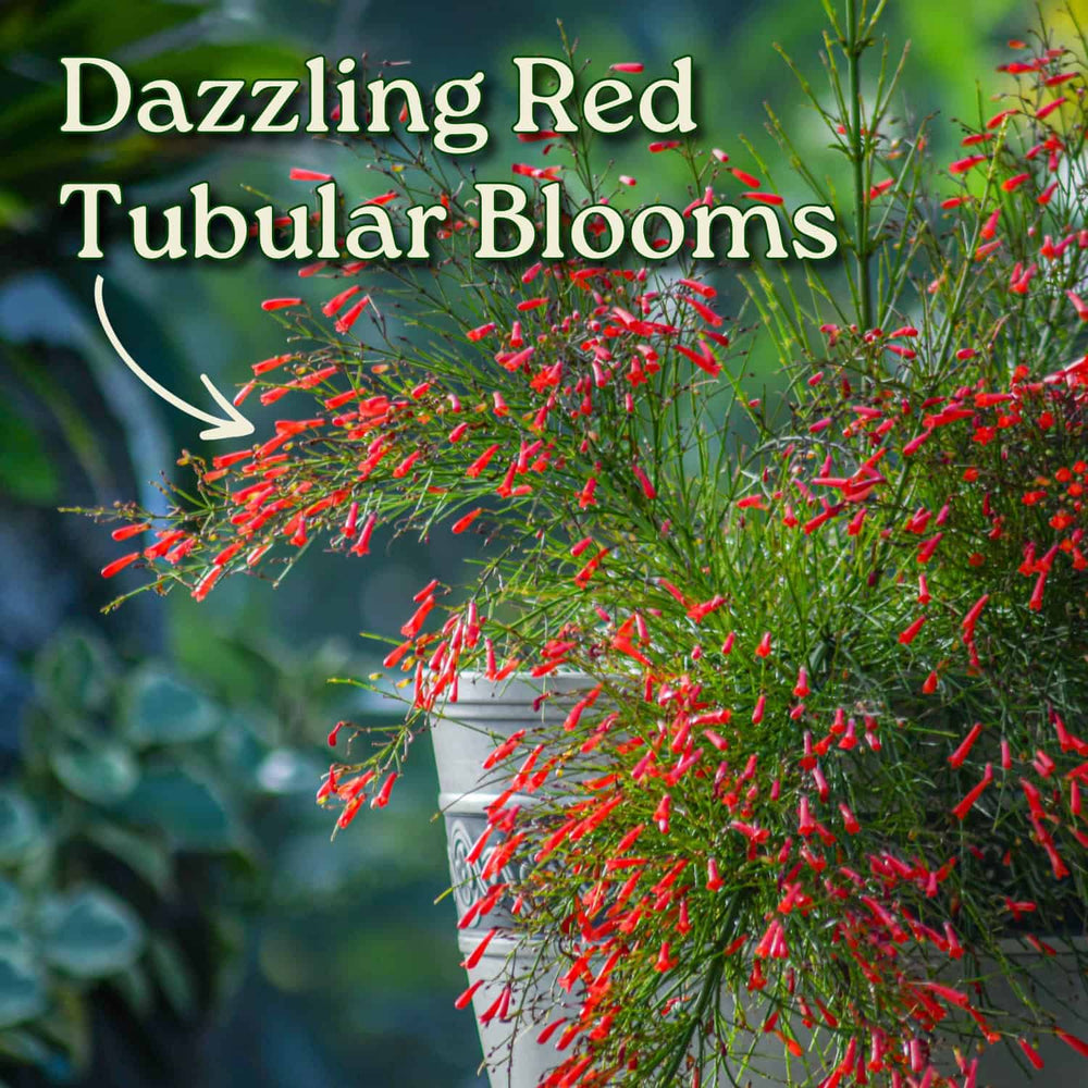 Firecracker Bush Plants for Sale | Red & Yellow Firecracker Plants ...
