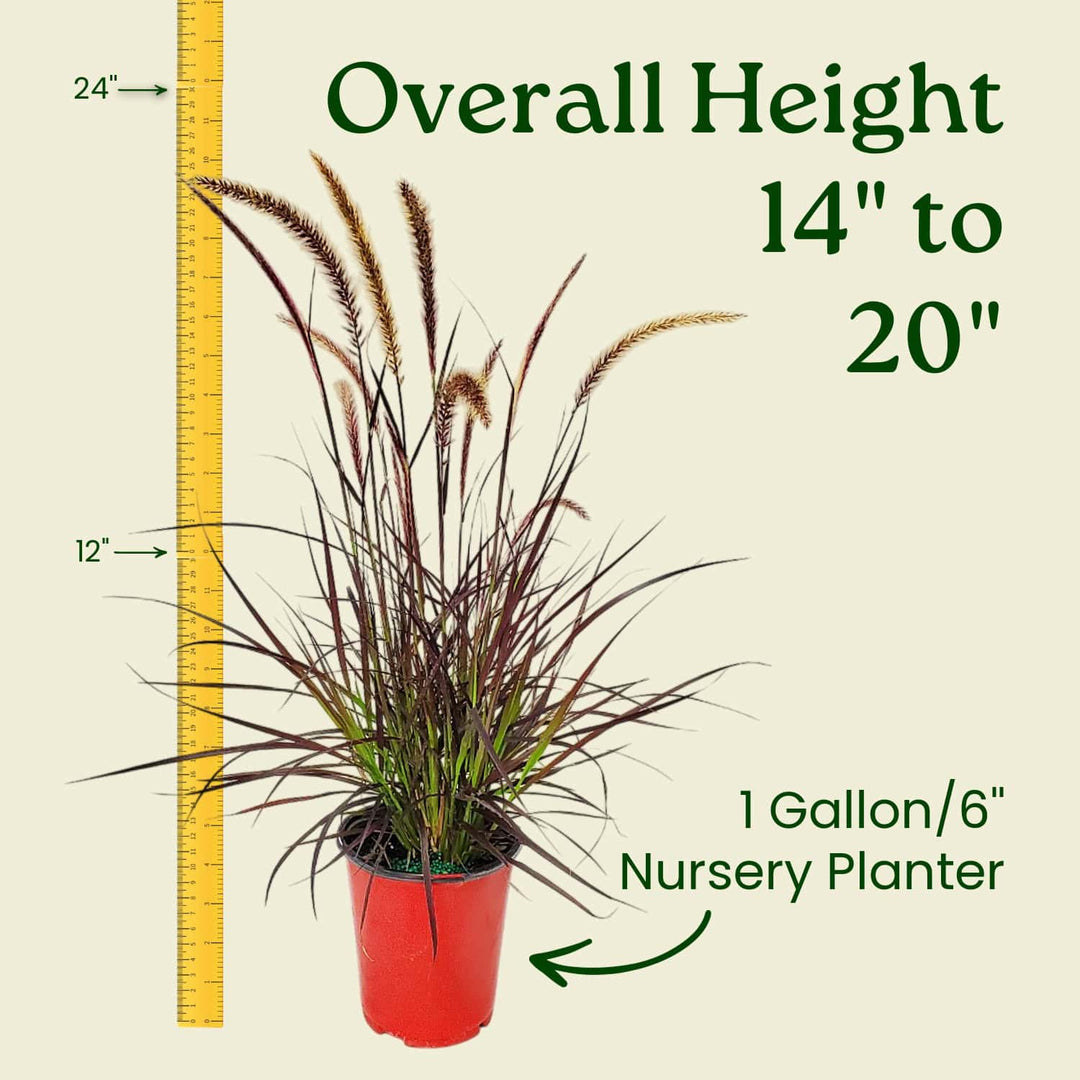 Potted plant with a ruler indicating its height and container size on a beige background  #size_1-gallon