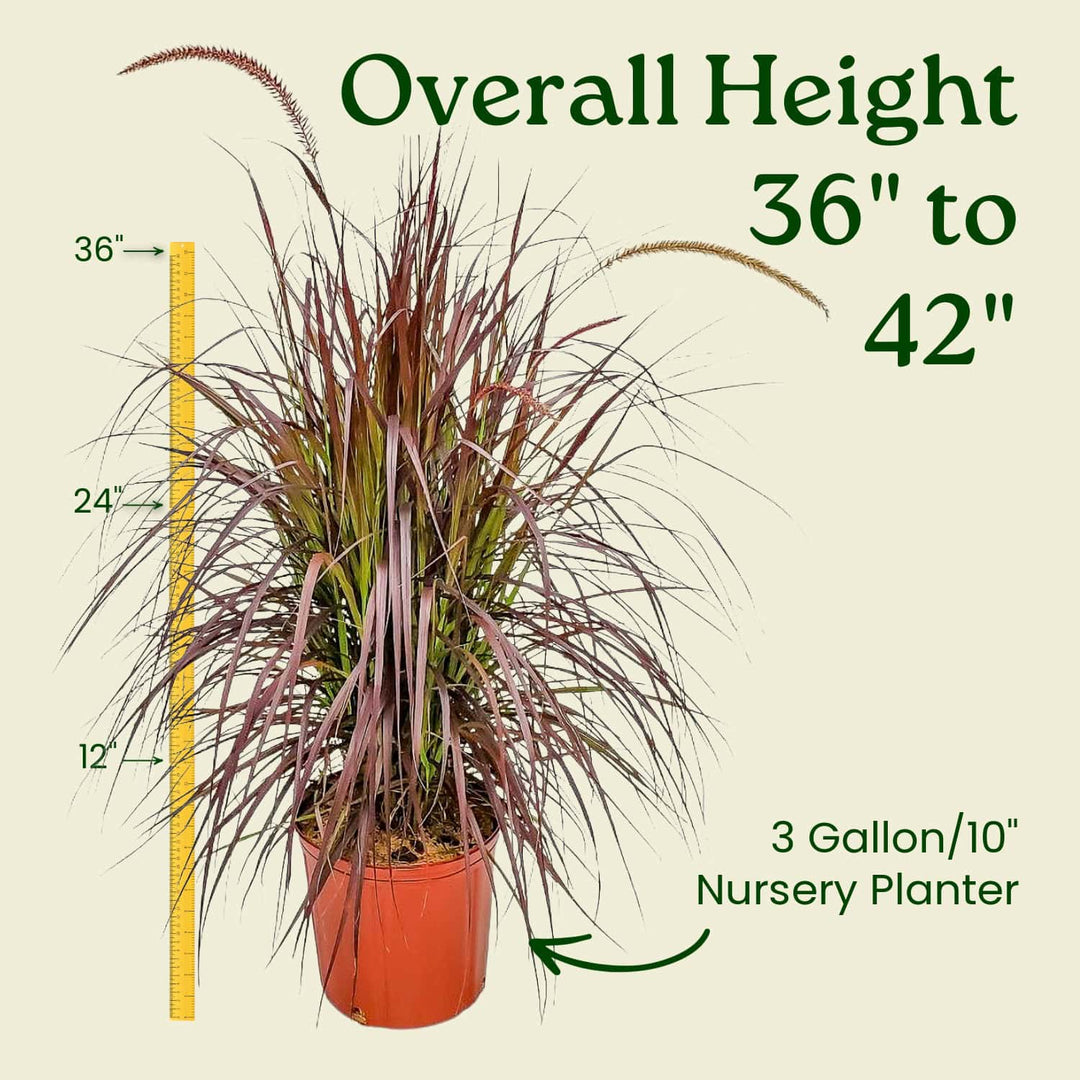 Potted plant with height measurement details on a beige background #size_3-gallon