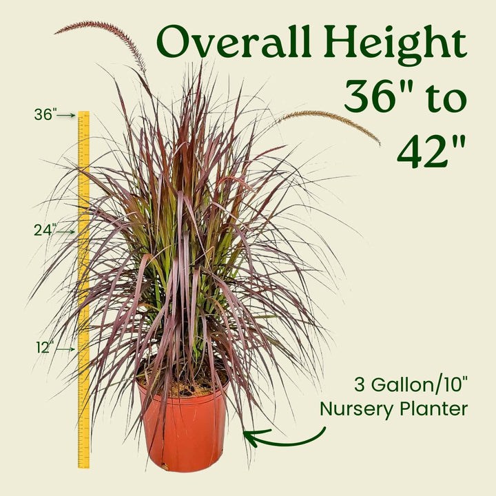 Potted plant with height measurement details on a beige background #size_3-gallon