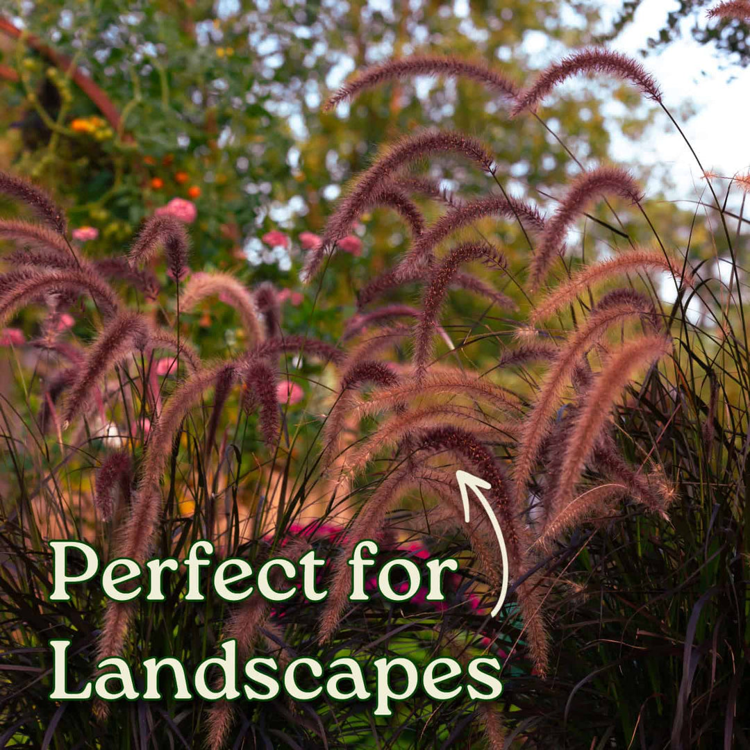 Garden scene with ornamental grasses and text 'Perfect for Landscapes'. #size_3-gallon