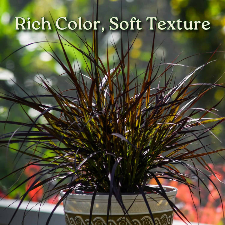 Potted plant with rich color and soft texture against a blurred natural background  #size_1-gallon