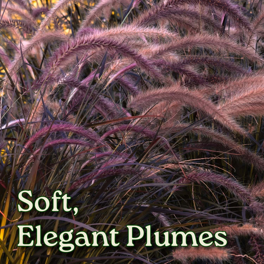 Purple grasses with text 'Soft, Elegant Plumes' on a blurred natural background  #size_1-gallon