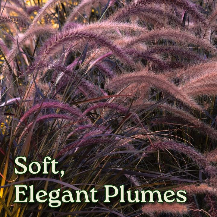 Purple fountain grass plumes with text 'Soft, Elegant Plumes' on a blurred natural background #size_3-gallon