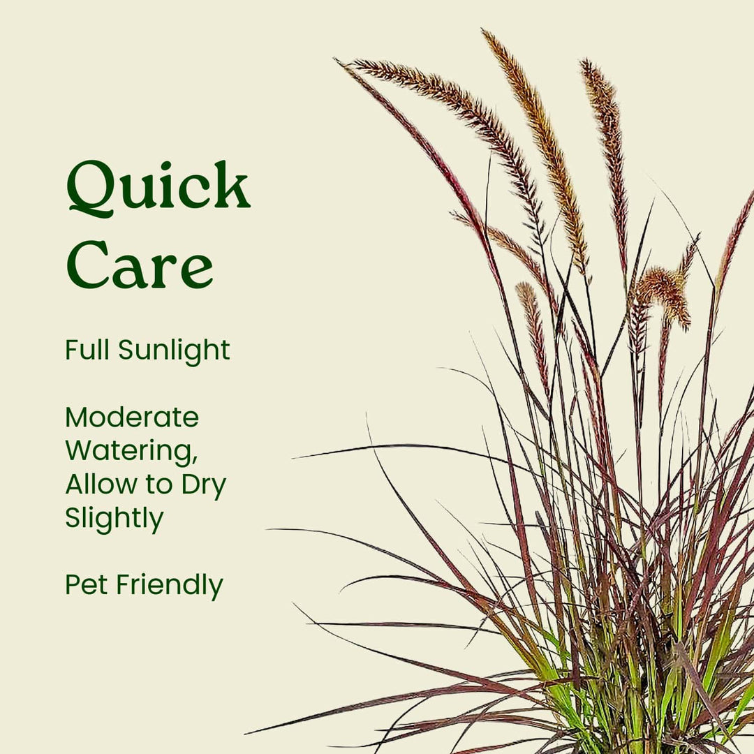 Plant with text on quick care instructions on a beige background  #size_1-gallon