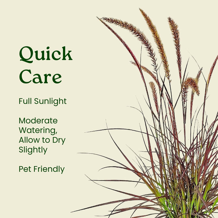 Plant with text on quick care instructions on a beige background  #size_1-gallon