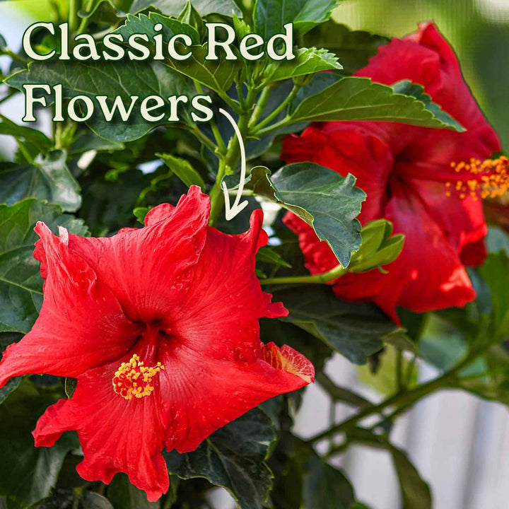 Red flowers with green leaves and text 'Classic Red Flowers' on a blurred background #size_1-gallon