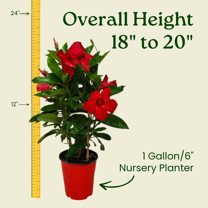 Potted plant with red flowers and measurement details on a beige background #size_1-gallon