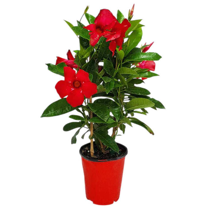 red mandevilla plant for sale #size_1-gallon
