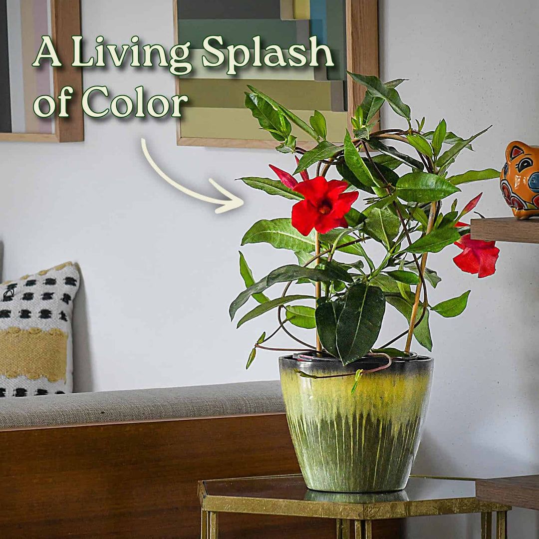 Potted plant with red flowers on a table in a living room setting #size_1-gallon