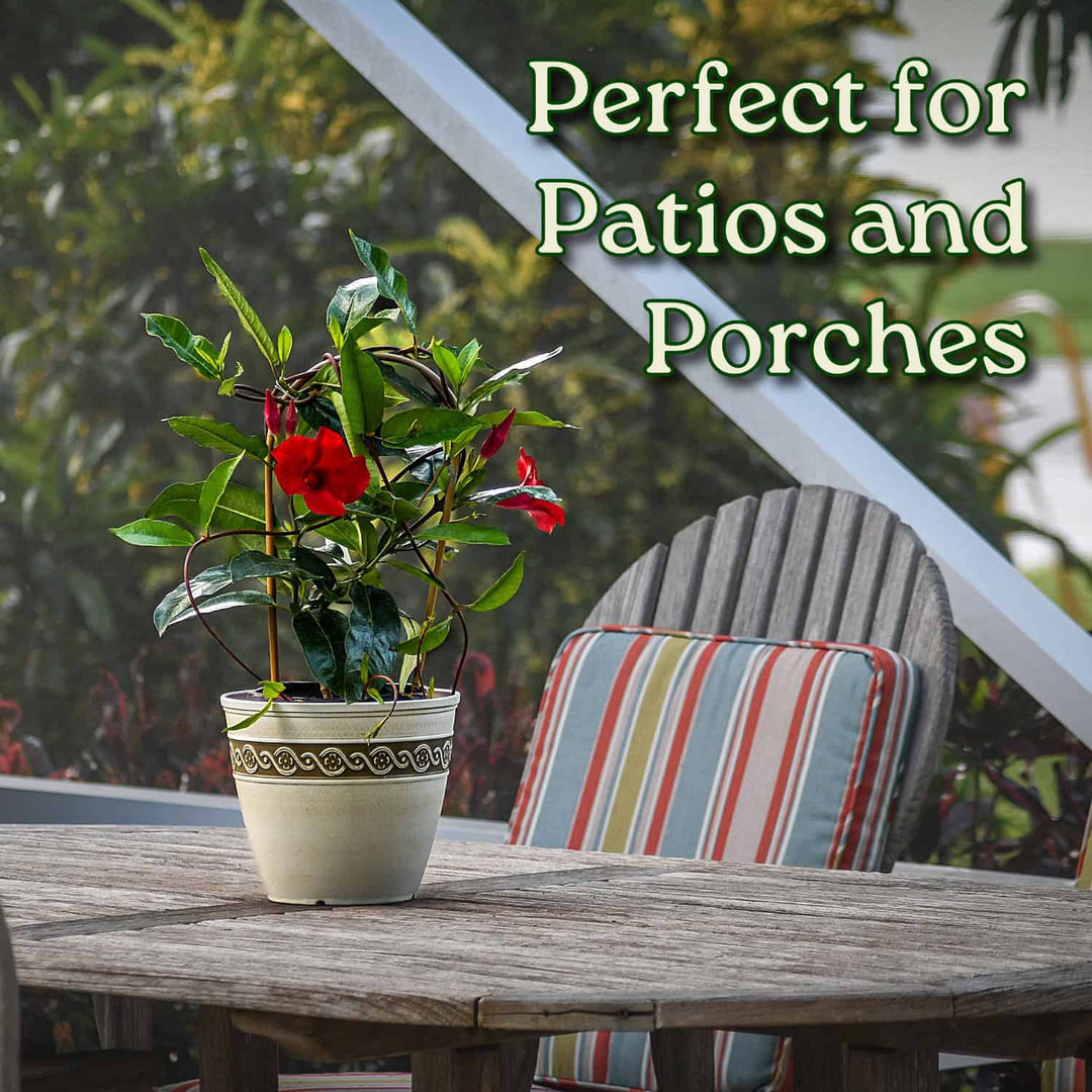 Potted plant on a wooden table with a striped cushion chair in the background, text 'Perfect for Patios and Porches' above. #size_1-gallon