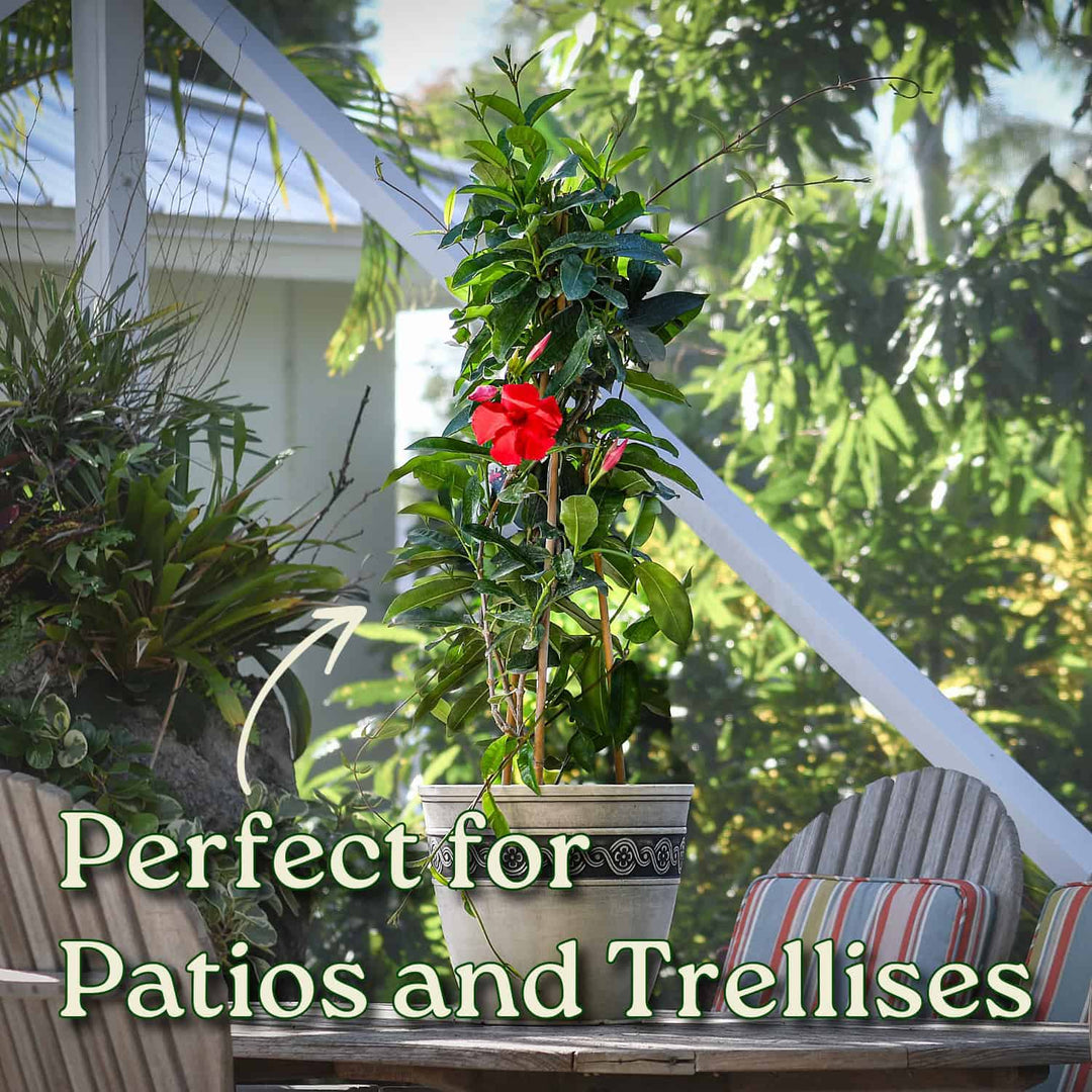 mandevilla plant on trellis Giant Red Mandevilla Vine