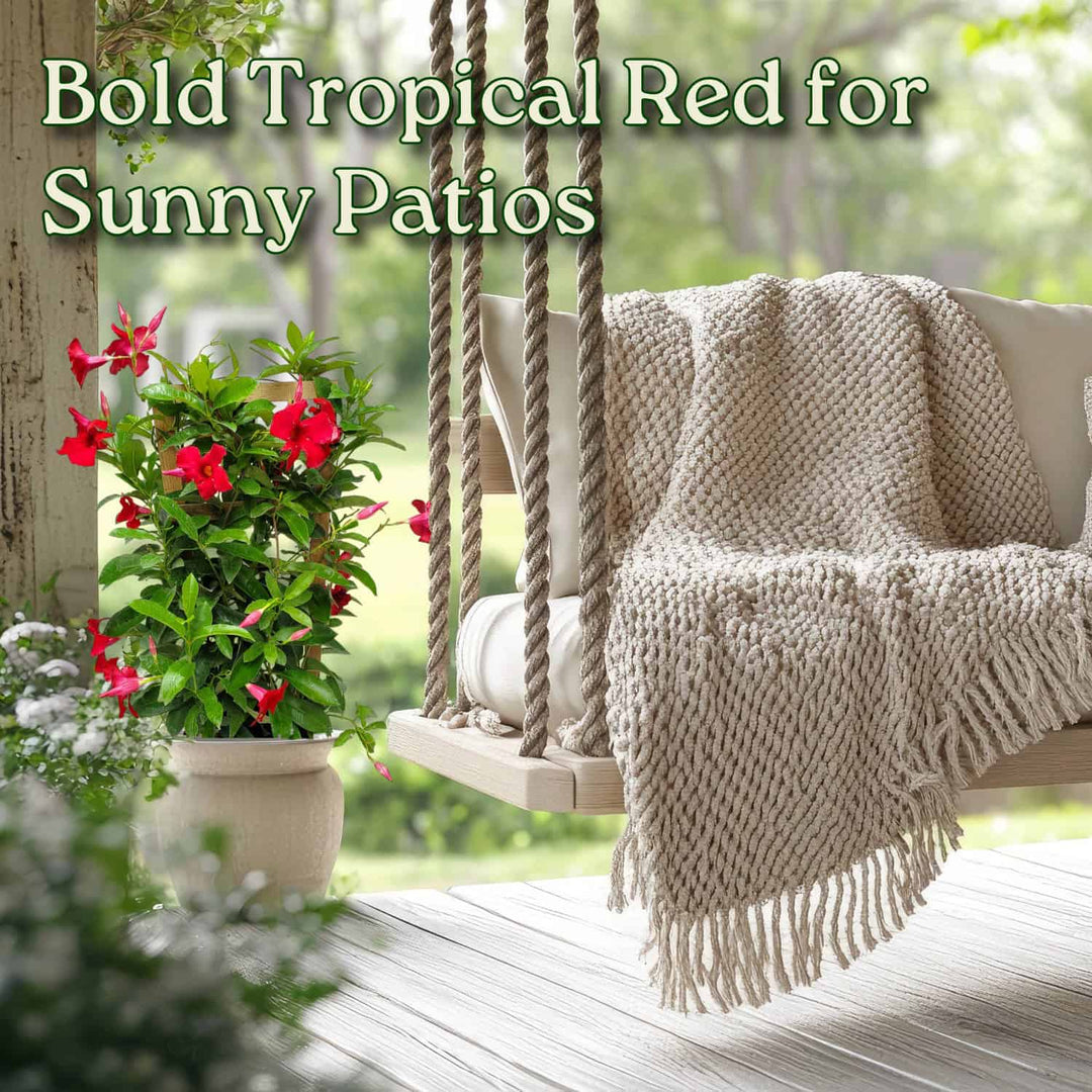 Giant Red Mandevilla Vine