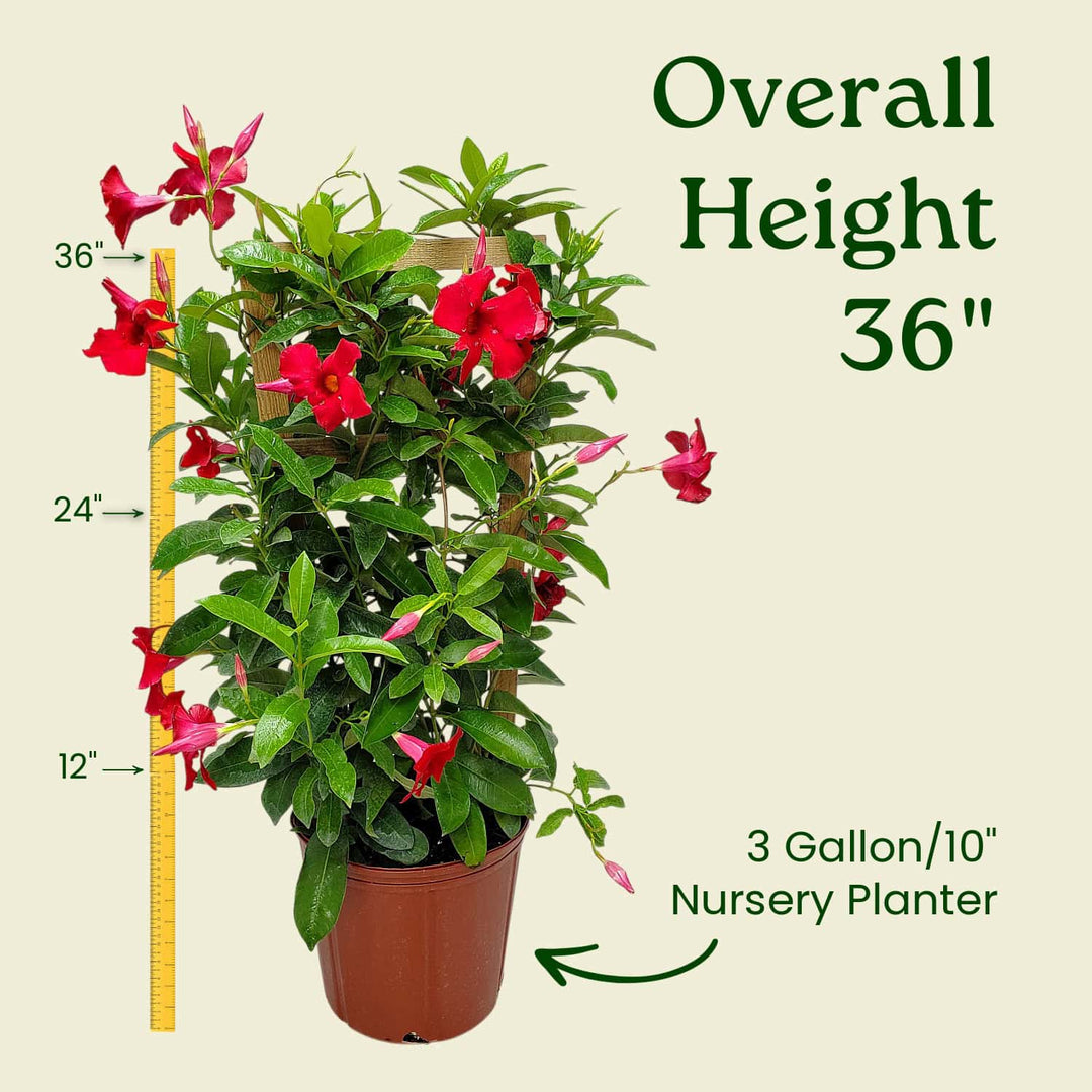 mandevilla plant on trellis Giant Red Mandevilla Vine