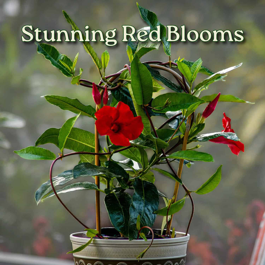 Potted plant with red flowers and green leaves, text 'Stunning Red Blooms' above. #size_1-gallon