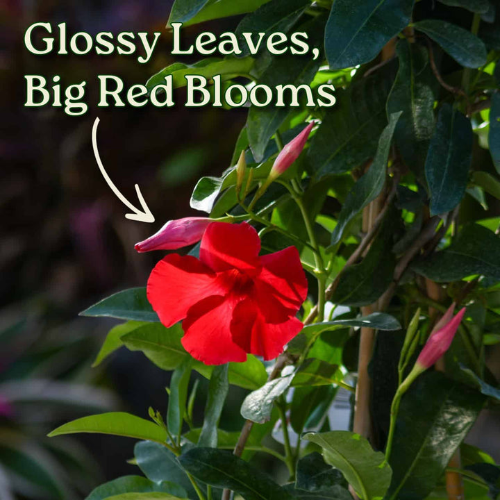 Red Mandevilla Hanging Basket