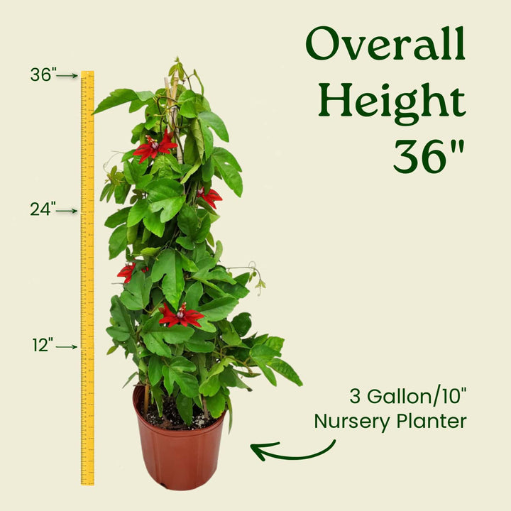 Red Passion Flower Vine