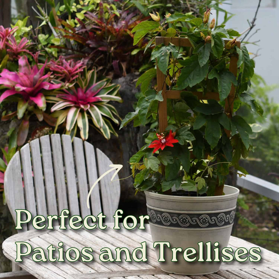 Red Passion Flower Vine