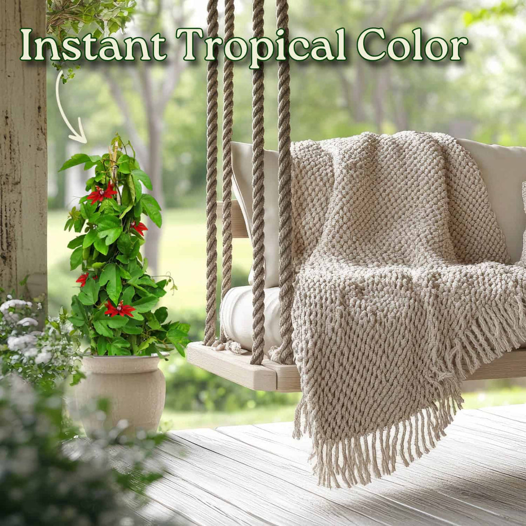 Red Passion Flower Vine