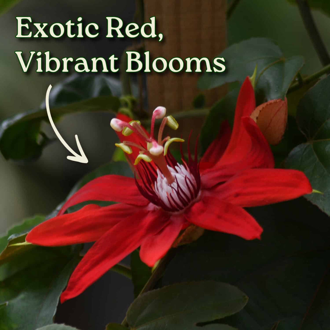 Red Passion Flower Vine