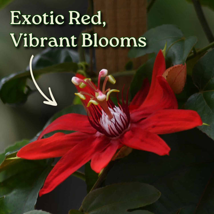 Red Passion Flower Vine