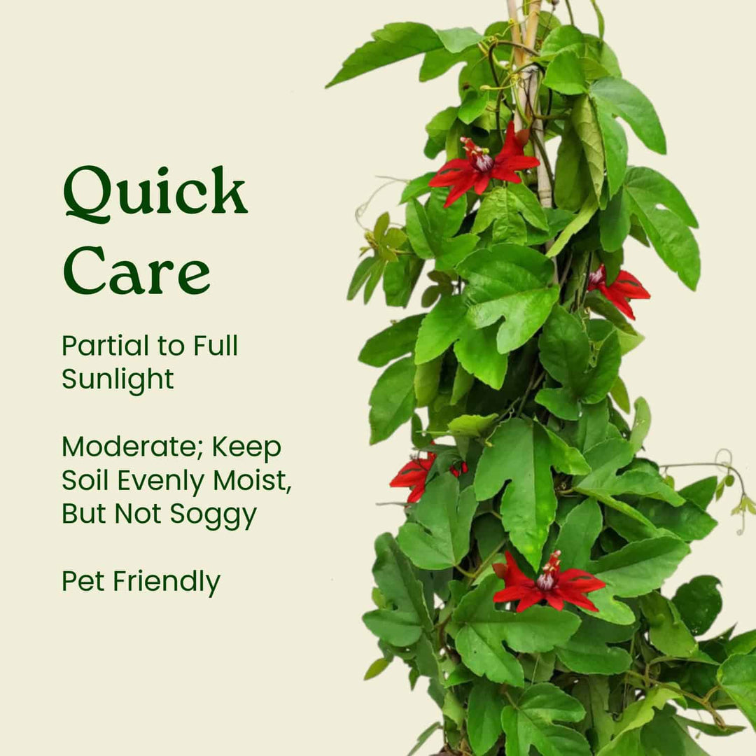 Red Passion Flower Vine