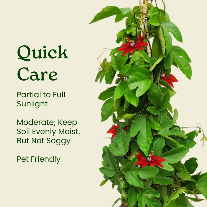 Red Passion Flower Vine