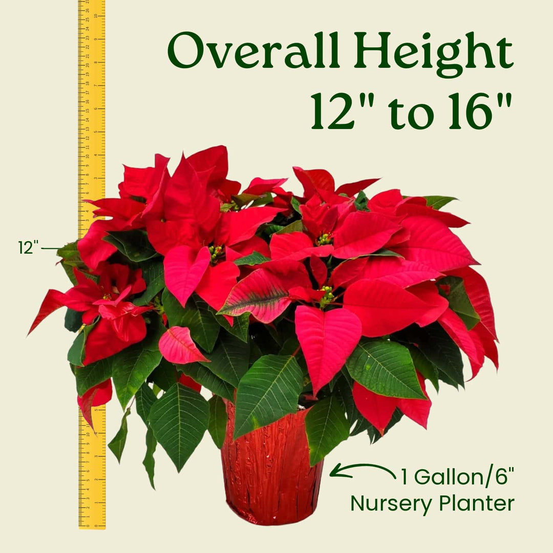 Potted red poinsettia plant with a ruler indicating its height and container size on a beige background. #size_1-gallon