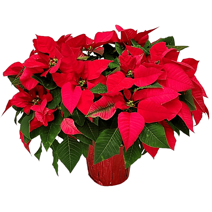 red poinsettia plant for sale #size_1-gallon