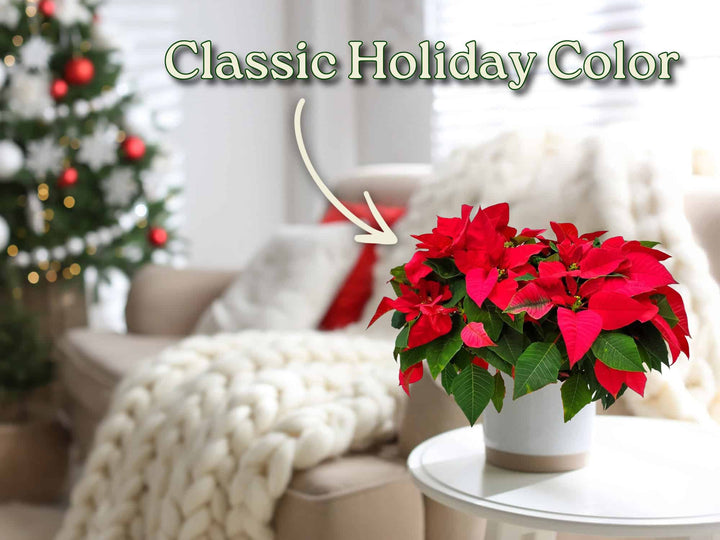 Red poinsettia plant on a table with a Christmas tree in the background #size_1-gallon
