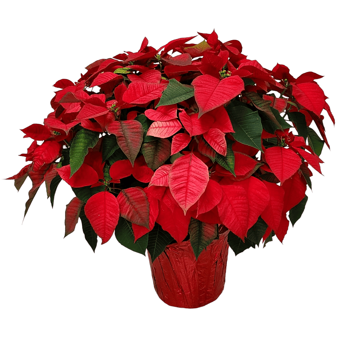 live red poinsettia for sale #size_3-gallon