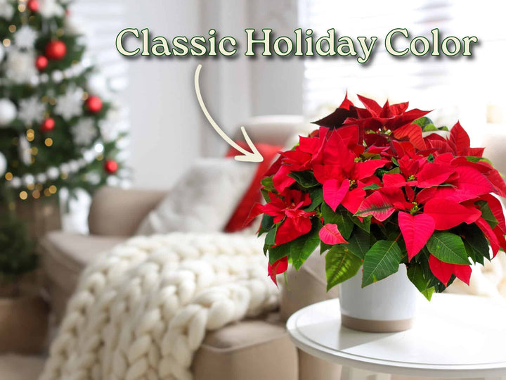 Potted poinsettia plant on a table with a Christmas tree and cozy living room in the background. #size_3-gallon